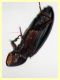 Cryptolestes sp. -  (40).JPG