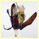 Cryptolestes sp. -  (28).JPG
