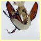 Cryptolestes sp. -  (60).JPG