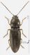 Elateridae_T091_d_s.jpg