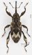 Curculionidae_T090_d_s.jpg