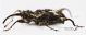 Curculionidae_T090_l_s.jpg