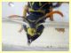 Polistes sp. e Strepsiptera mentre si abb, con acqua e miele (6).JPG