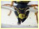 Polistes sp. e Strepsiptera mentre si abb, con acqua e miele (8).JPG