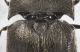 Elateridae_T080_d_crop.jpg
