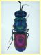 Chrysis sp. 6,5 mm. - (1).JPG