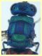 Chrysis sp. 6,5 mm. - (3).JPG