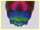 Chrysis sp. 6,5 mm. - (10).JPG