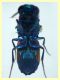 Chrysis sp. 6,5 mm. - (12).JPG
