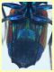 Chrysis sp. 6,5 mm. - (13).JPG