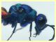 Chrysis sp. 6,5 mm. - (6).JPG