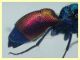 Chrysis sp. 6,5 mm. - (5).JPG