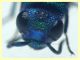 Chrysis sp. 6,5 mm. - (8).JPG