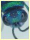 Chrysis sp. 6,5 mm. - (9).JPG
