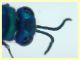 Chrysis sp. 6,5 mm. - (4).JPG