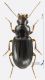Carabidae_T127_d_s.jpg