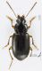 Carabidae_T136_d_s.jpg
