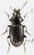 Carabidae_T137_d_s.jpg