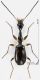 Carabidae_Mimocolliuris_insulana_T125_d_s.jpg