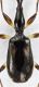 Carabidae_Mimocolliuris_insulana_T125_d_crop.jpg