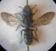 Heriades truncorum0002 A.JPG
