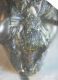 Heriades truncorum0003 AA.JPG