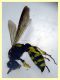 prob. Cerceris arenaria maschio - (46).JPG