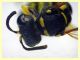 prob. Cerceris arenaria maschio - (3).JPG