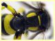 prob. Cerceris arenaria maschio - (97).JPG