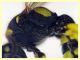 prob. Cerceris arenaria maschio - (78).JPG