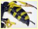 prob. Cerceris arenaria maschio - (83).JPG