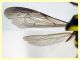 prob. Cerceris arenaria maschio - (110).JPG