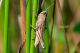 DSC_9498-2.jpg