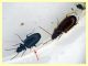 Syntomus obscuroguttatus (31).JPG