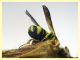 dorsigera 8-9 mm. - (33).JPG