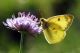 02 colias.jpg