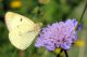 03 colias.jpg