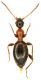 Anthicidae_Fiuggi_27-VIII-2010_b.jpg