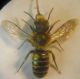 Osmia0002 A.JPG