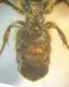 Osmia0004 A.JPG