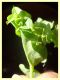 larva in tana 22.8.2025 - (43).JPG
