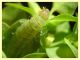 larva in tana 22.8.2025 - (65).JPG