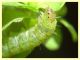 larva in tana 22.8.2025 - (72).JPG