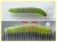 larva in tana 22.8.2025 - (100).JPG