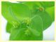 Euphorbia peplus - (2).JPG