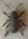 Pachnephorus canus0001 A.JPG
