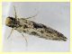 prob. Nemapogon granella - (9).JPG