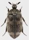 Habitus-Attagenus.jpg
