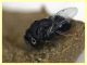 Euperilampus mediterraneus - 23.9.2025 circa 2,4 mm. - (191).JPG