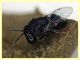 Euperilampus mediterraneus - 23.9.2025 circa 2,4 mm. - (196).JPG